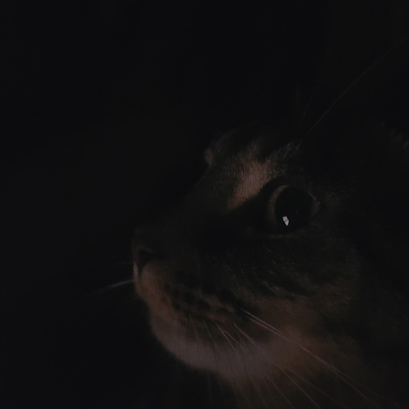 bunnysaurrex